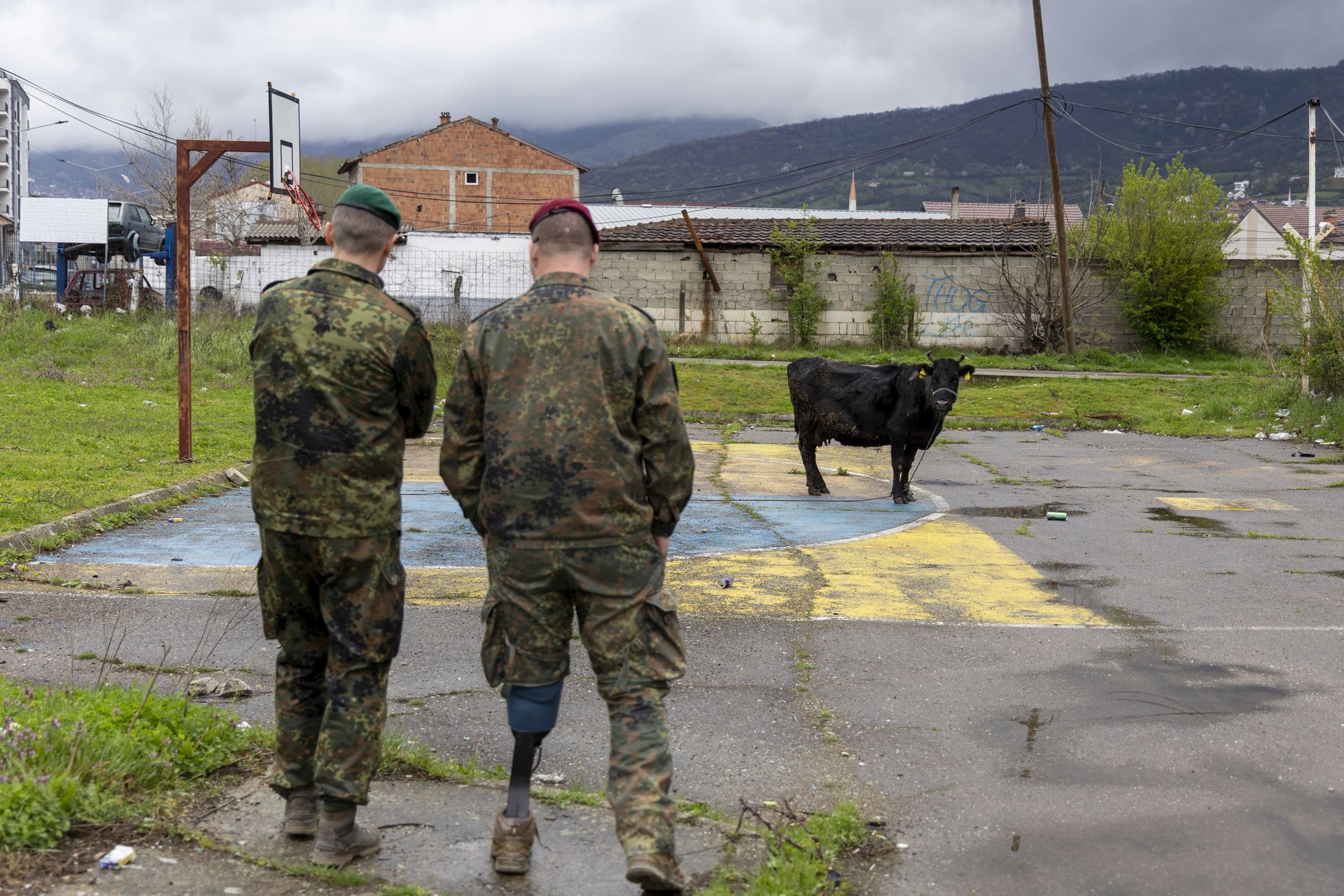 Vor einer Industrieruine in Prizren, die einst als improvisiertes Feldlager der Bundeswehr diente, wundert sich eine Kuh über die Besucher aus Deutschland. Foto: DBwV/Yann Bombeke