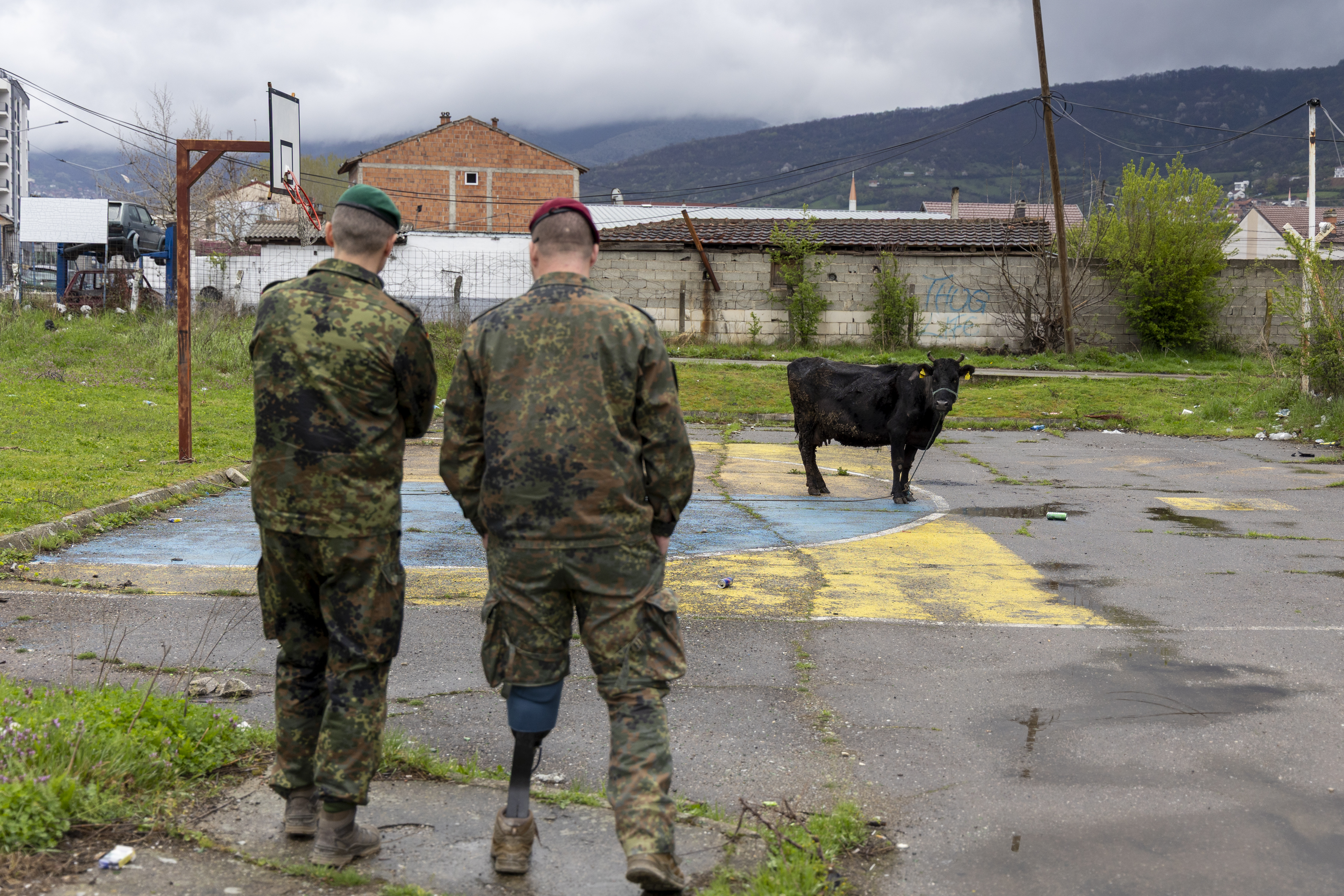 Vor einer Industrieruine in Prizren, die einst als improvisiertes Feldlager der Bundeswehr diente, wundert sich eine Kuh über die Besucher aus Deutschland. Foto: DBwV/Yann Bombeke