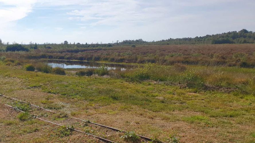 Mit der Moorbahn ging es durch das Naturschutzgebiet. Foto: LV Nord	