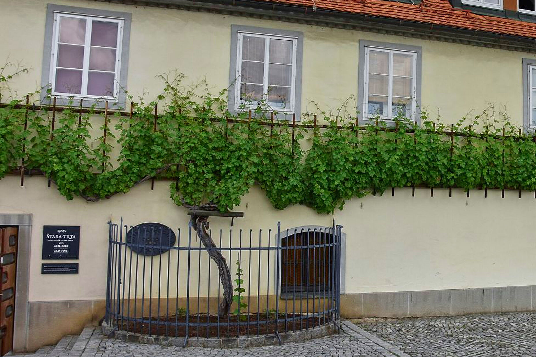 Die alte Rebe, Stara Trta - über 400 Jahren ist diese älteste lebende Weinrebe alt, ein beliebtes Touristenattraktionen von Maribor. Foto: KERH Ulm/Neu-Ulm