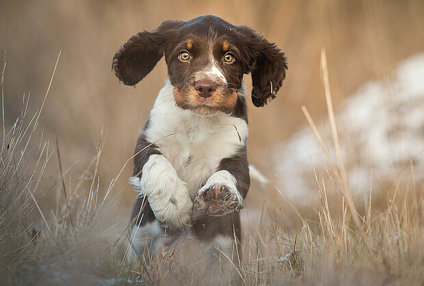 Jeden Monat gibt es auch ein Welpen-Motiv. Foto: Schule für Diensthundewesen der Bundeswehr
