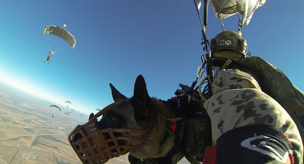KSK-Soldaten trainieren in Arizona/USA den taktischen freien Fall. Dabei kommen auch Diensthunde zum Einsatz Foto: KSK