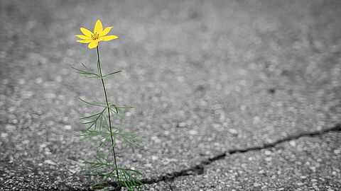 Resilienz beschreibt die innere Kraft, den Lebensmut auch unter widrigsten Umständen zu bewahren. Foto: pixabay