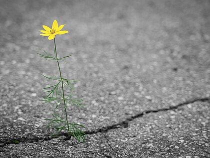 Resilienz beschreibt die innere Kraft, den Lebensmut auch unter widrigsten Umständen zu bewahren. Foto: pixabay