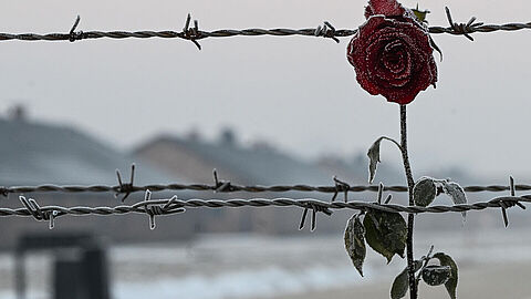 Allein im Vernichtungslager Auschwitz-Birkenau wurden 1,1 Millionen Juden ermordet. Foto: picture alliance / NurPhoto / Artur Widak