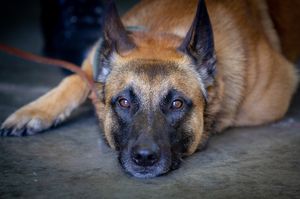 Pause für Donnie. Zwischendurch darf der belgische Schäferhund eine kleine Pause machen. Dennoch ist er hellwach und möchte nicht verpassen, wenn etwas spannendes passiert. Foto: Bundeswehr/Roland Apers