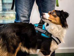 Assistenzhunden können in einer Therapie unterstützen. Foto: DBwV