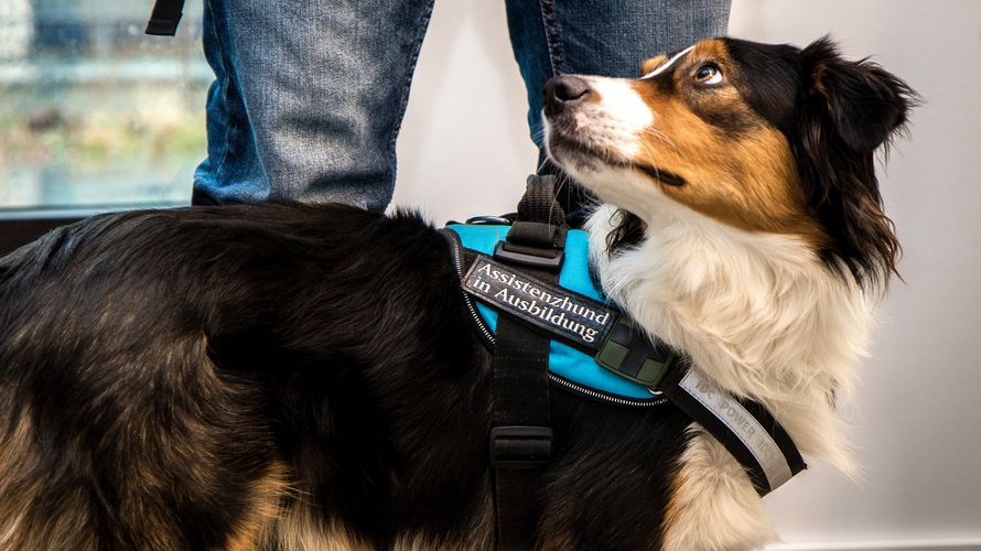 Assistenzhunden können in einer Therapie unterstützen. Foto: DBwV