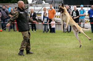 Vorführung der Diensthundeschule der Bundeswehr am Tag der Bundeswehr in Koblenz Foto: Bundeswehr