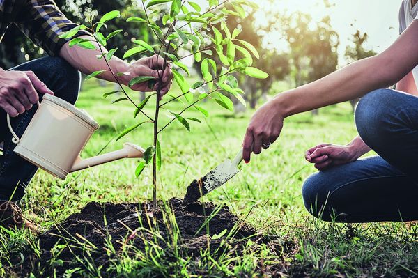 Je 100 Mitglieder, die auf ihre gedruckte Ausgabe verzichten und sich für die Online-Ausgabe entscheiden, wird im Auftrag des DBwV ein Baum gepflanzt. Foto: Shutterstock