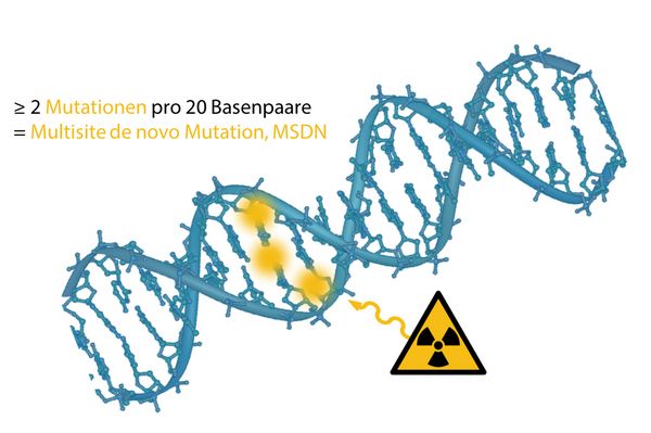 Grafische Darstellung einer Multisite de novo Mutation. Foto: Universitätsklinikum Bonn