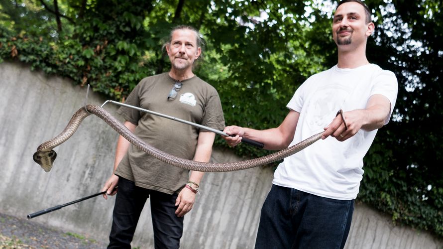 Stationsleiter Markus Baur (l.) zeigt einem Bundeswehrsoldaten in der Reptilienauffangstation in München den Umgang mit einer Brillenschlange Foto: dpa
