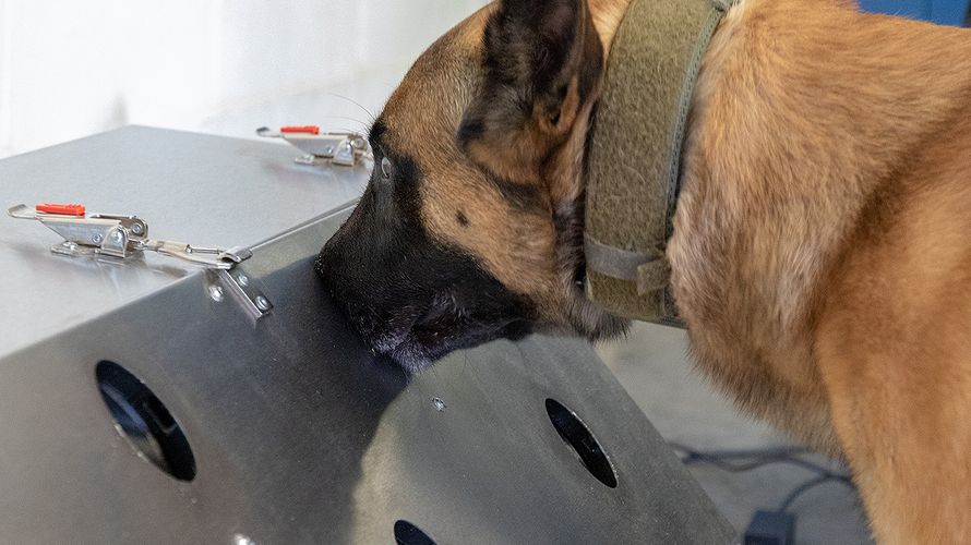 Donnie, ein belgischer Schäferhund, ist ein Spürhund der Bundeswehr. Er wird zum zum Corona-Spürhund ausgebildet und soll das neuartige Coronavirus SARS-CoV-2 aufspüren. Foto: Bundeswehr/Roland Alpers 
