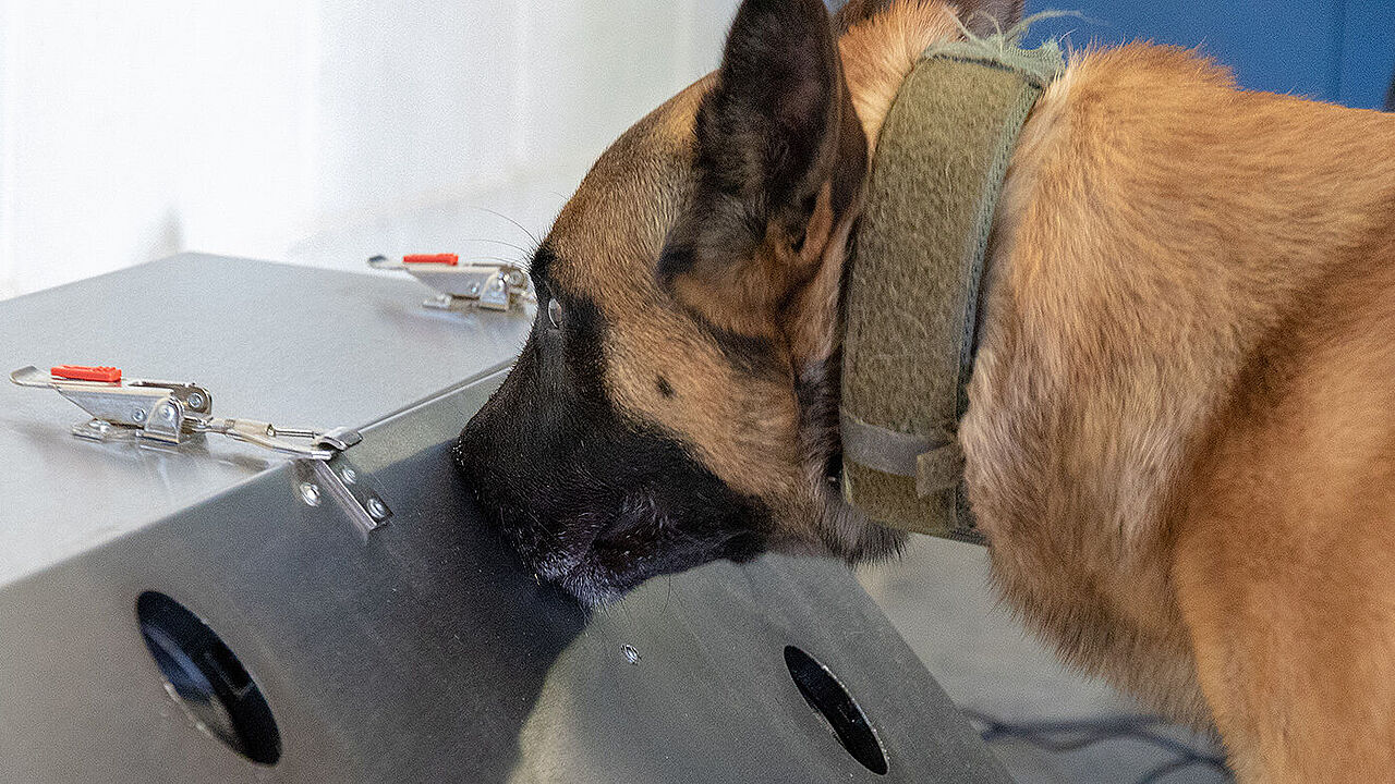 Donnie, ein belgischer Schäferhund, ist ein Spürhund der Bundeswehr. Er wird zum zum Corona-Spürhund ausgebildet und soll das neuartige Coronavirus SARS-CoV-2 aufspüren. Foto: Bundeswehr/Roland Alpers