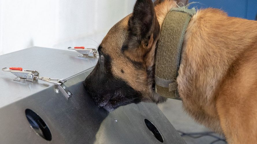 Donnie, ein belgischer Schäferhund, ist ein Spürhund der Bundeswehr. Er wird zum zum Corona-Spürhund ausgebildet und soll das neuartige Coronavirus SARS-CoV-2 aufspüren. Foto: Bundeswehr/Roland Alpers