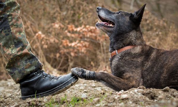 Dieses Foto erhielt den Namen "Give me Five Bro".  Foto: Deckert/SDstHundeBw